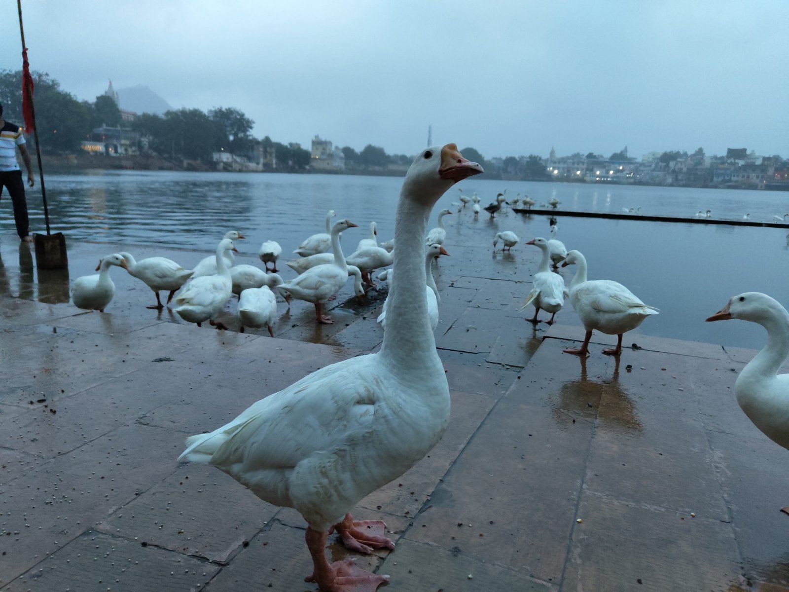 Pushkar Lake View