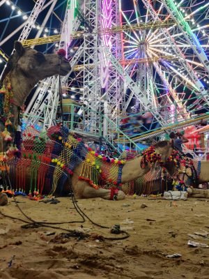 IMG_20221105_194956 pushkar mela